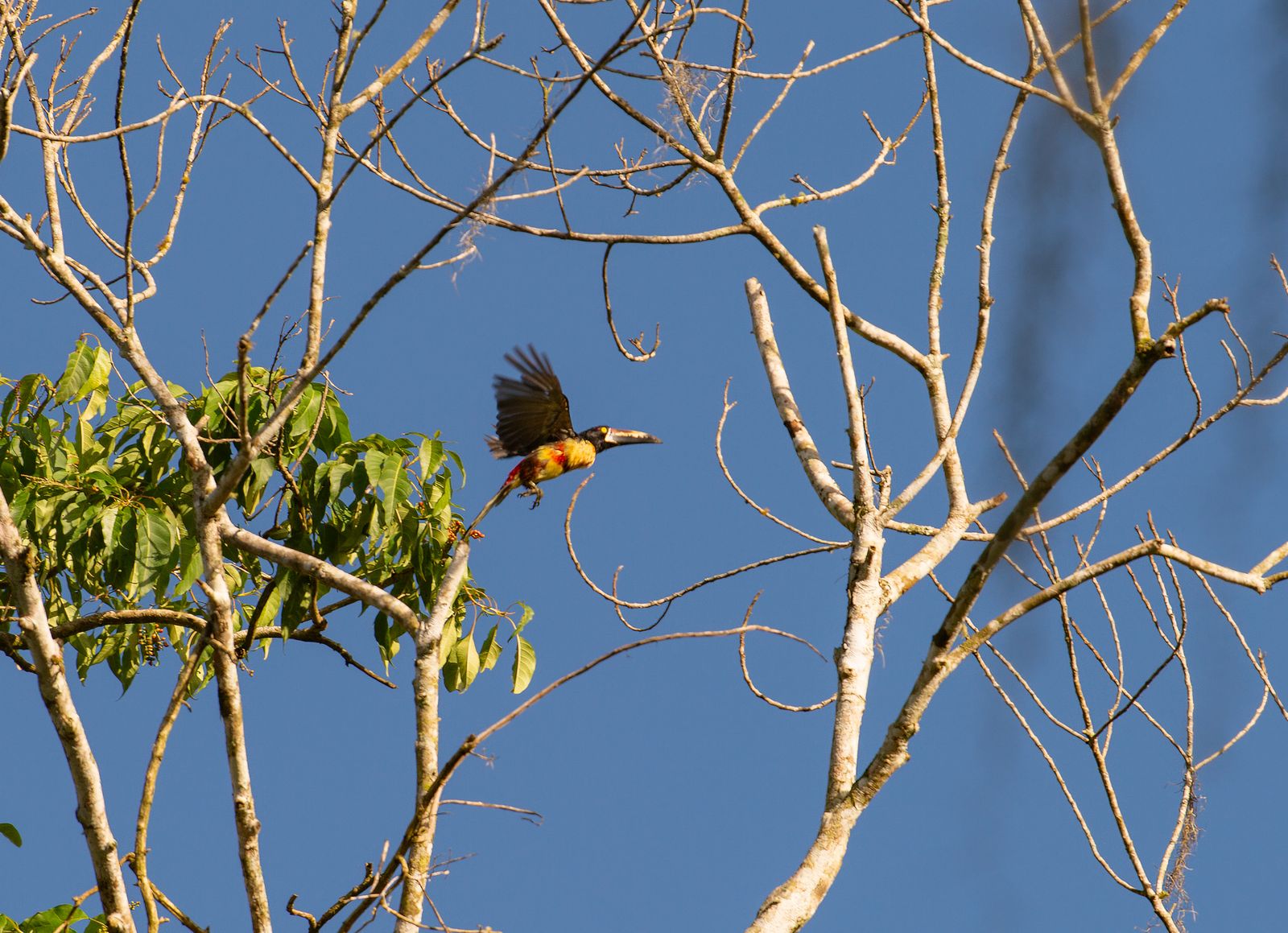 IMG-20260727-WA0354