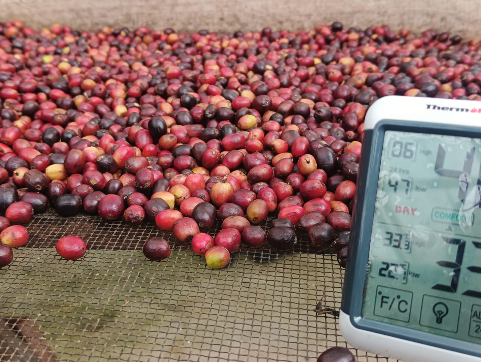 Café de Altura de Nicaragua